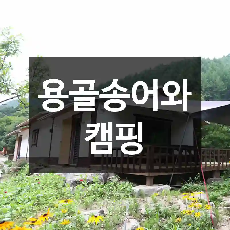 용골송어와캠핑