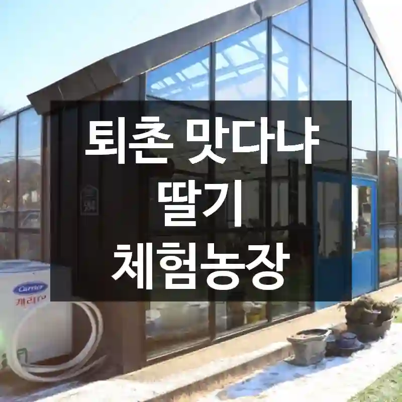퇴촌 맛다냐 딸기 체험농장