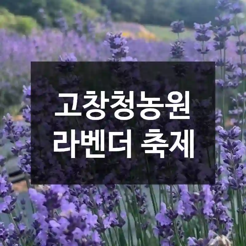 고창청농원 라벤더 축제