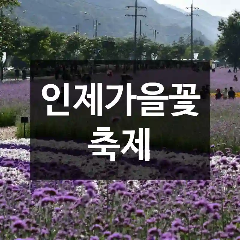 인제가을꽃축제