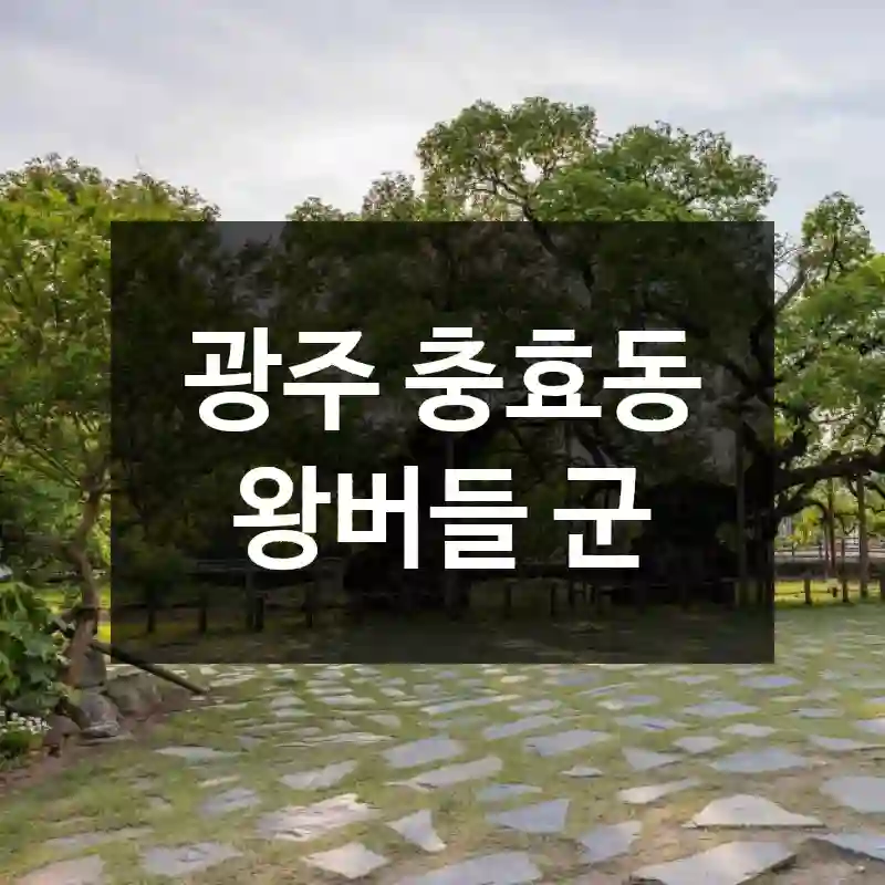 광주 충효동 왕버들 군