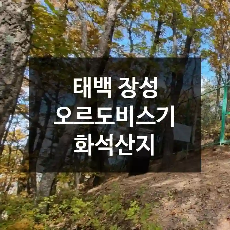태백 장성 오르도비스기 화석산지