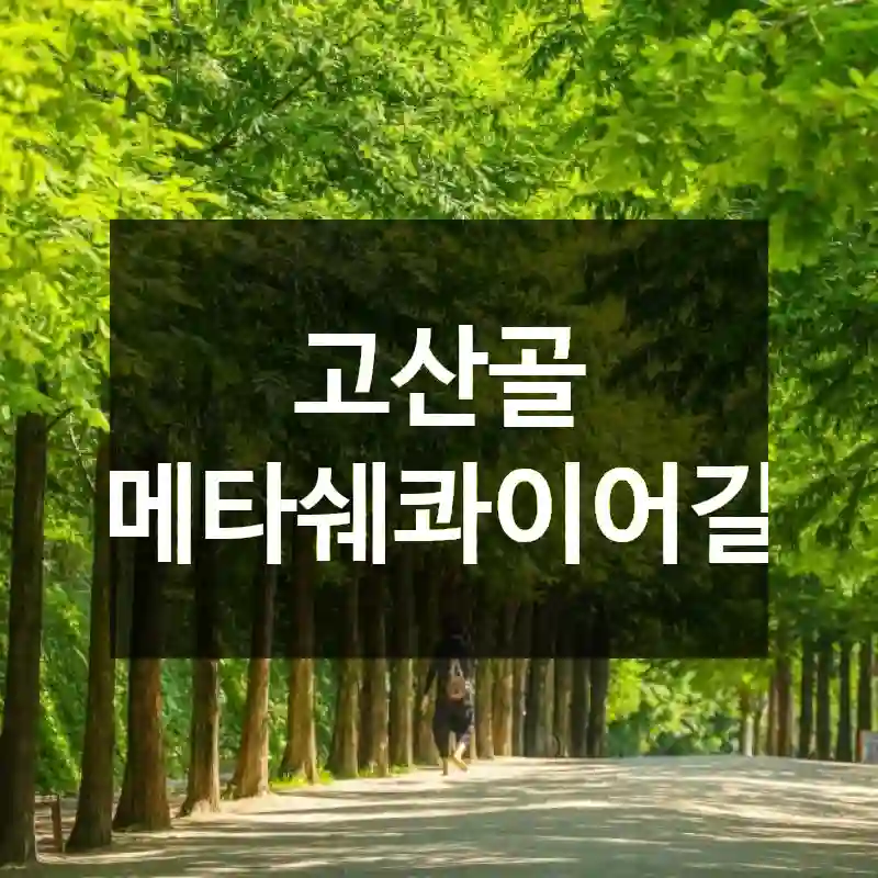 고산골 메타쉐콰이어길