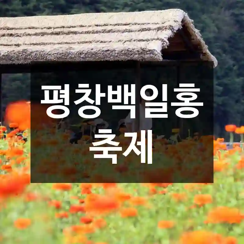 평창백일홍축제