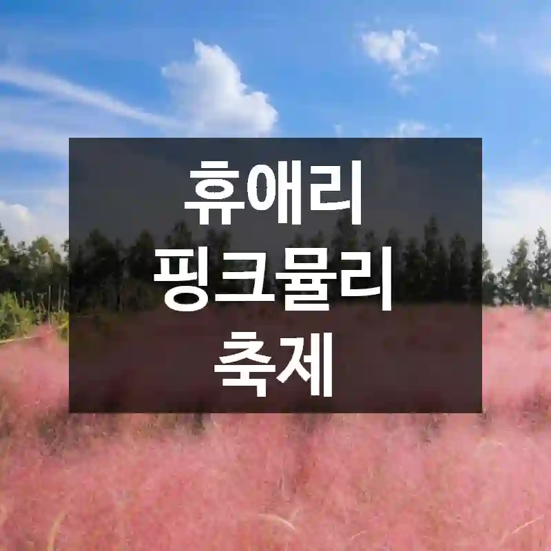 휴애리 핑크뮬리 축제