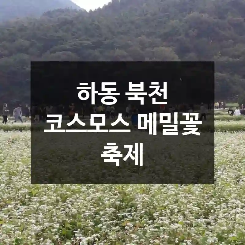 하동 북천 코스모스 메밀꽃 축제