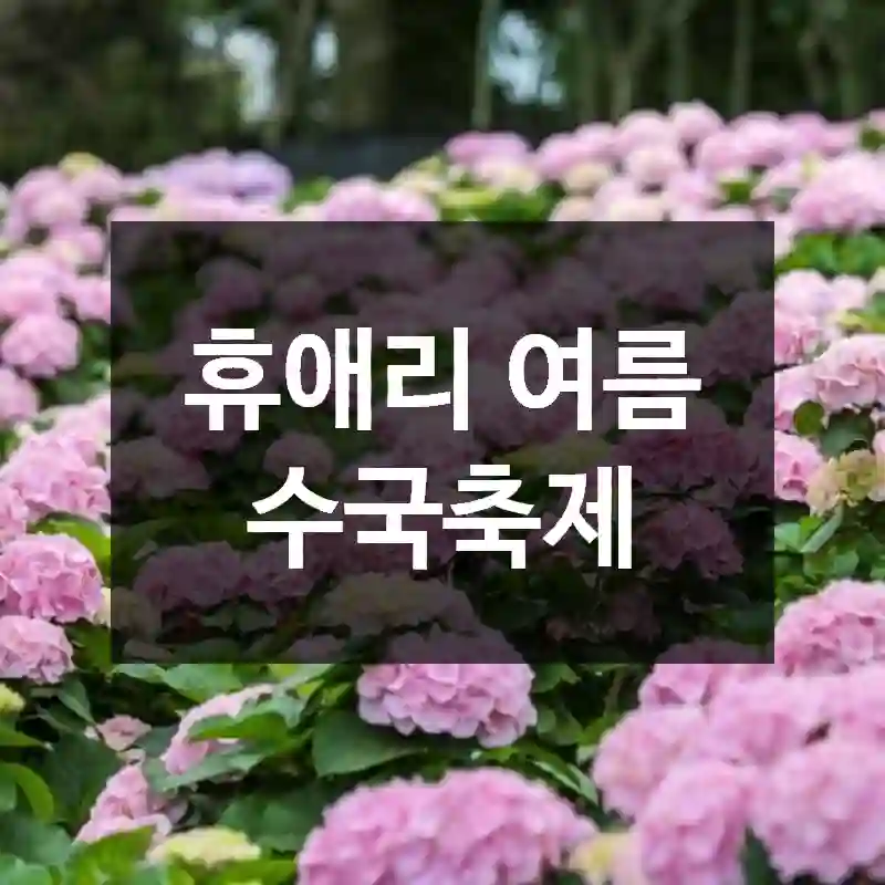 휴애리 여름 수국축제